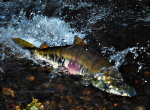 Salmon swimming upstream to spawn.