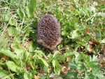 Hedgehog, quills, spines.  Nature picture.