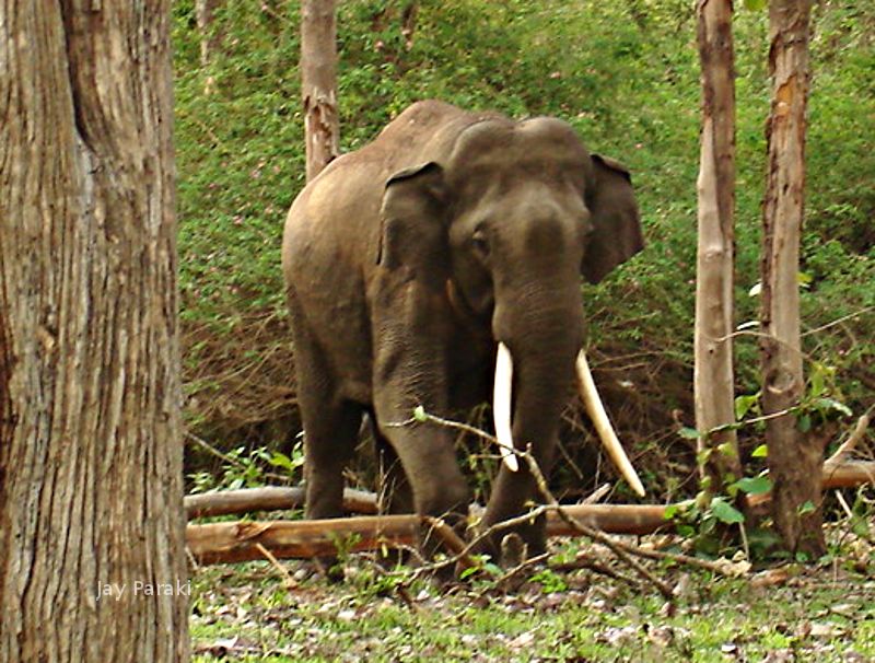 Ivory jewelry, elephant rides, circus