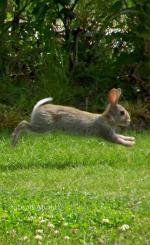 Hare, Rabbit.  Bunny.