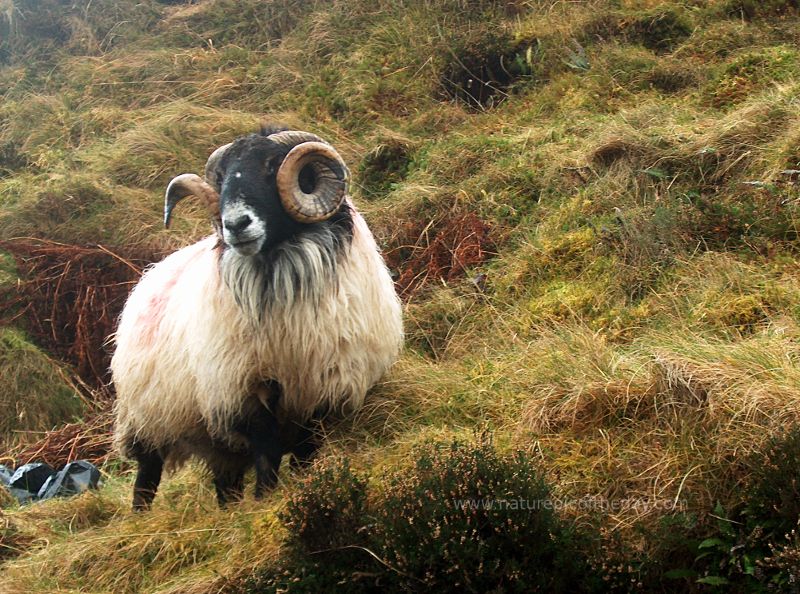Hairy Sheep in Ireland.