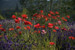 Red Poppies at the Lavender Festival in Sequim, WA.