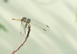 Dragonfly, grasshopper, fish bait.