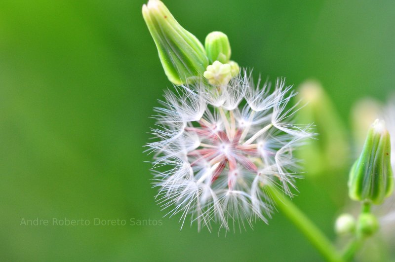 dandelion closeup.