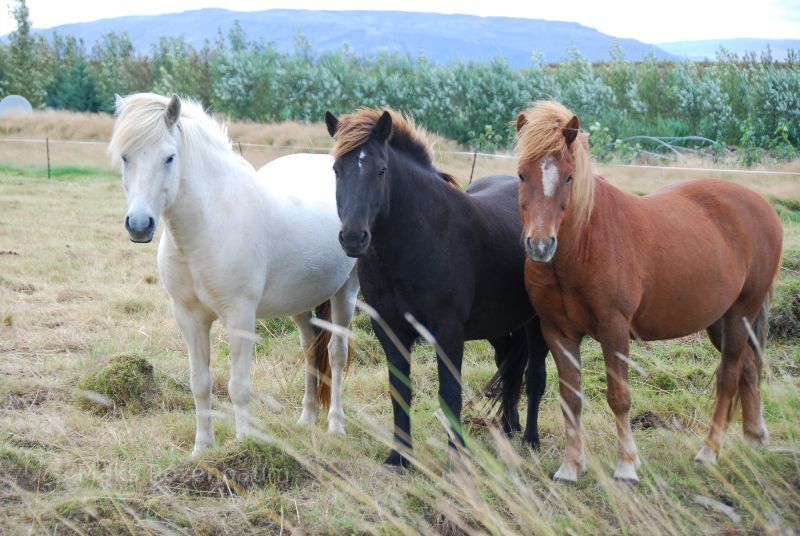 Horses in Iceland.