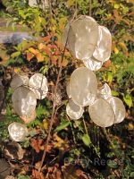 Lunaria seed pods in BC, Canada.