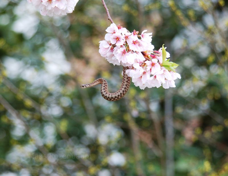 Snake in a flower blossom