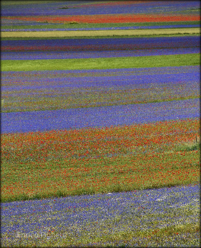 Beautiful fields of flowers in Italy