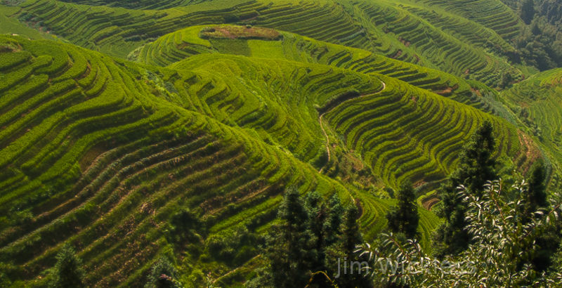 Rice terraces in PRC