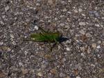 Locust in Unterjoch, Germany