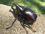 Australian bug in the garden