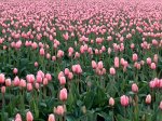 Tulips in Western Washington