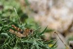 Croatian Grasshopper