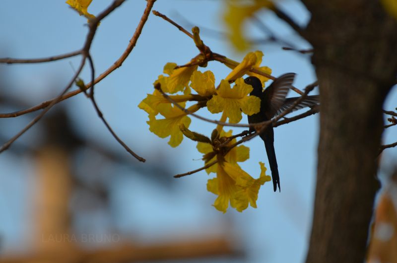 Bird hovering near a flower