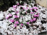 Snow on the Cyclamen from Yesterday