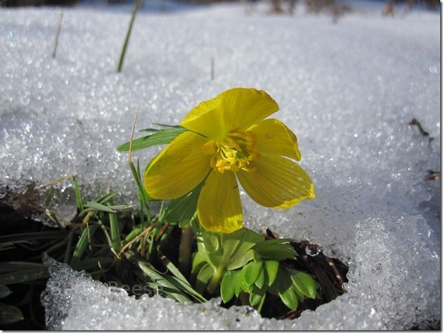 Flower blooming in the snow