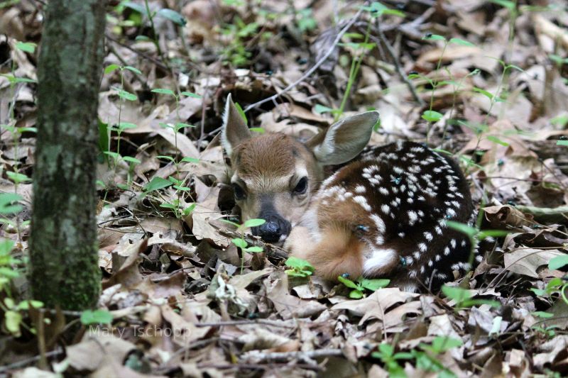 Newborn fawn in North Carolina