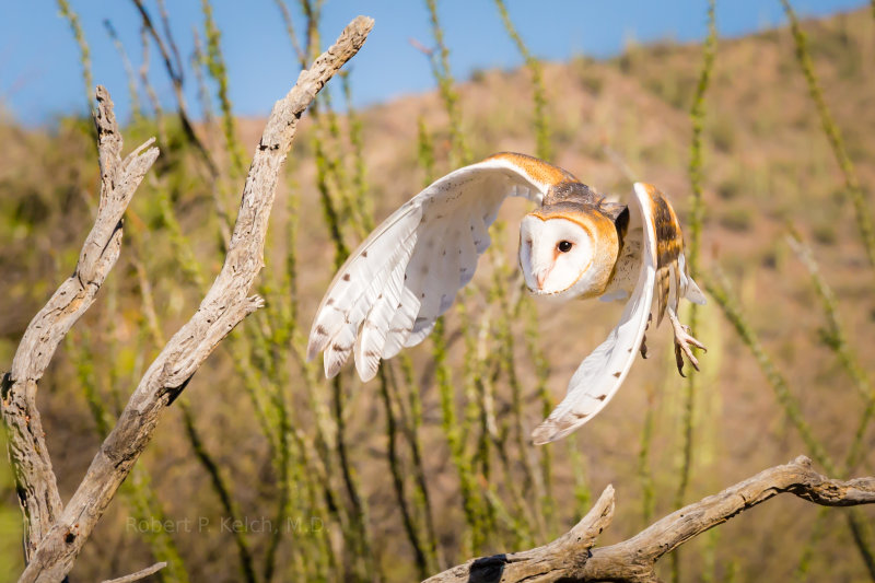 Barn Owl Flying Over Desert