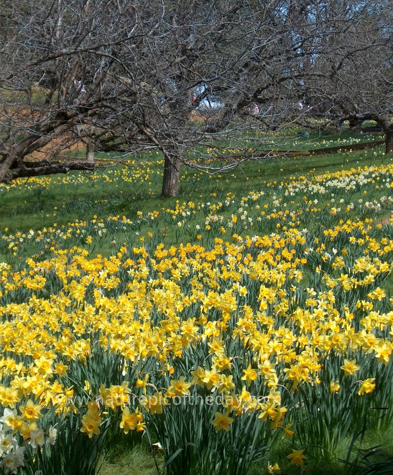 Daffodil Hill in California