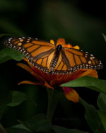 Butterfly in Lincoln, Nebraska
