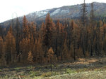 Wildfire results