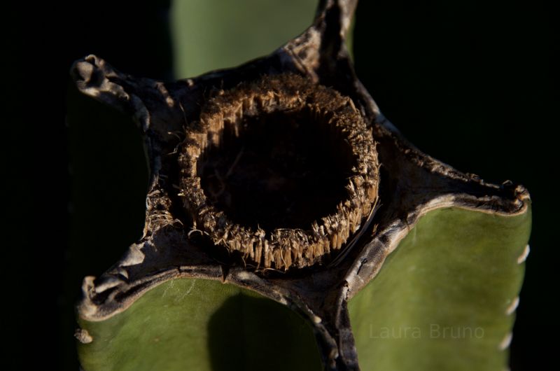 Interesting, even scary, cactus shot