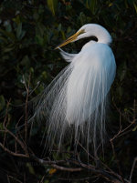 Great Egret in Sarasota, Florida
