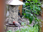 Bird feeder in Nazareth, PA