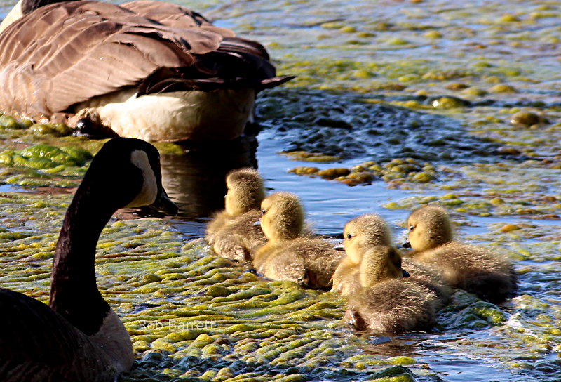 Goslings swimming with their parents