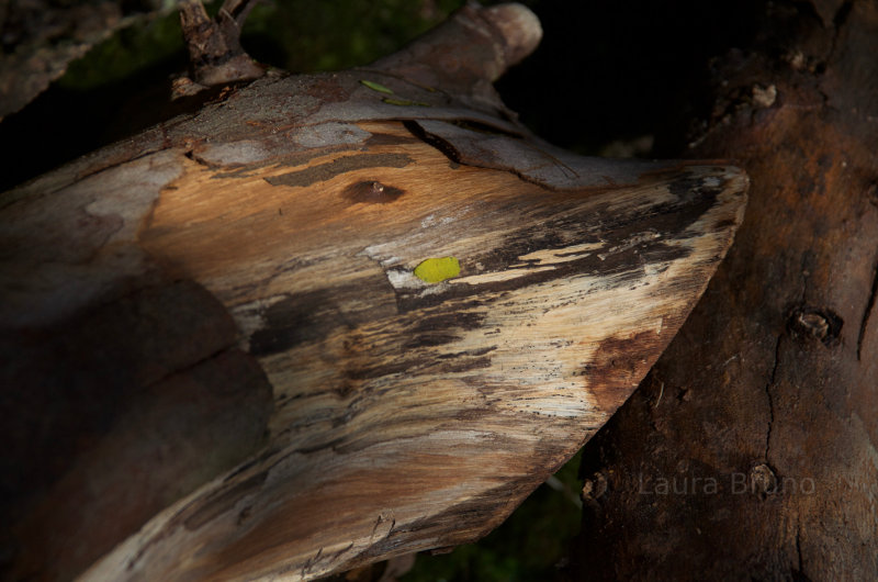 Wood texture in Brazil