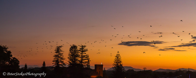 Bats at Sunset in Australia