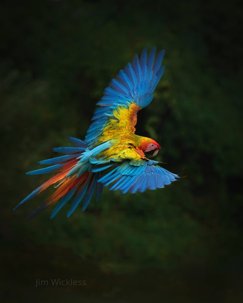 Macaw in Costa Rica