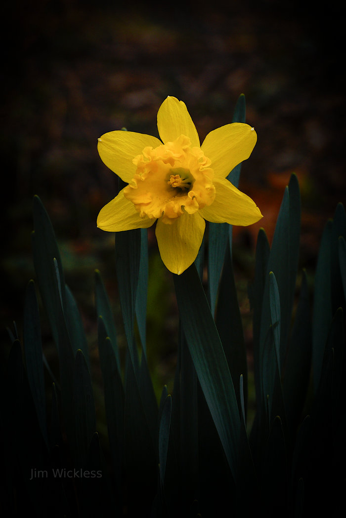 A beautiful daffodil in Lincoln, Nebraska