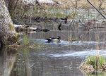 A wood duck in a beaver pond near   Seul Choix point. Lake Michigan