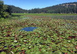 Water Lilies spread far and wide at Chatcolet Lake in Idaho