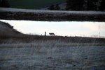 Coyote in Idaho
