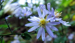 Aster or Michaelmas Daisy in Indiana.