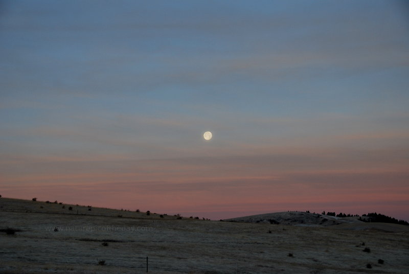 Moonset over the Palouse