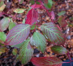 Red and Green leaves