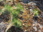 Grass grows on rocks