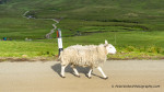 Sheep on the Isle Of Skye, Scotland