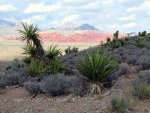 Red Rock Canyon outside of Las Vegas, Nevada