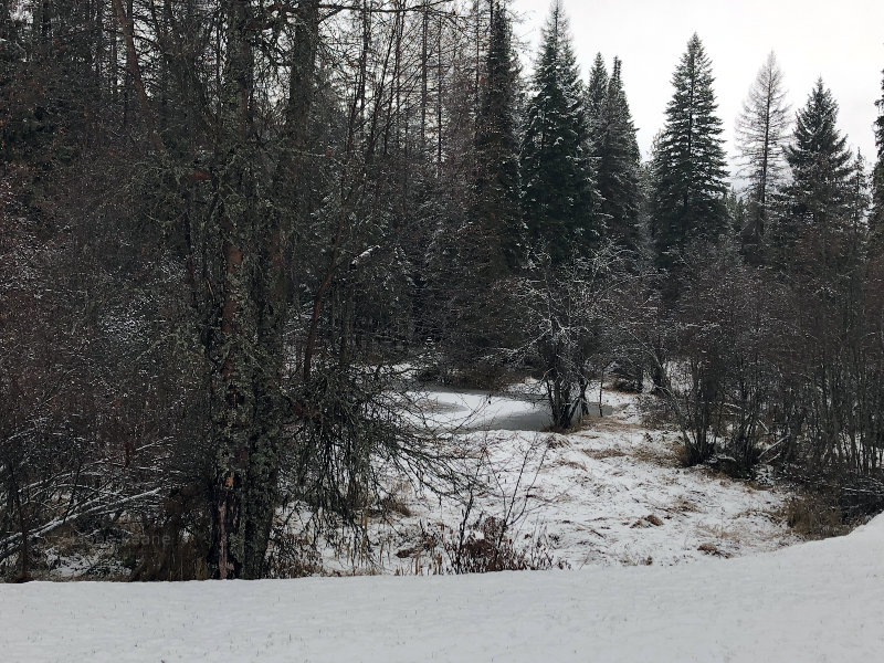 Skiff of snow on a wooded pond.