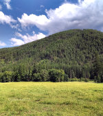 Mountain Meadow in Montana