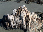 Driftwood in Northern California