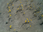 Yellow flowers in a salt flat