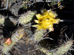 Cactus in Idaho
