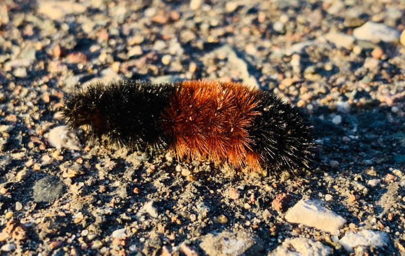 Caterpillar in Minnesota