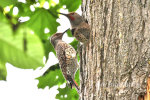 Red Shafted Flicker Woodpeckers in Bothell, WA