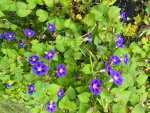 Morning Glories in New England